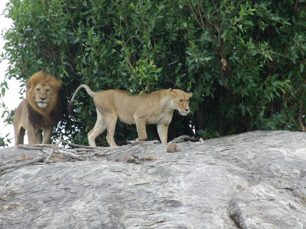 Le Parc National du Serengeti, 1ère attraction de Tanzanie