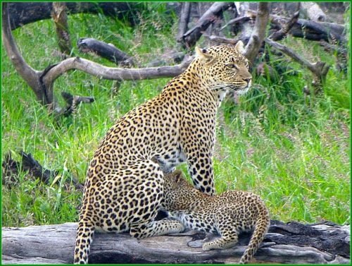 Le Parc National du Serengeti, 1ère attraction de Tanzanie