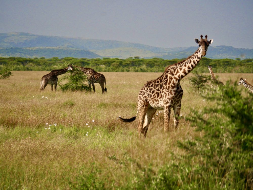 Le Parc National du Serengeti, 1ère attraction de Tanzanie