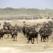 Der Serengeti-Nationalpark, die wichtigste Attraktion Tansanias