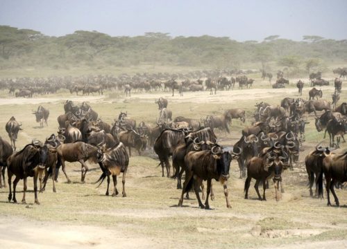 Der Serengeti-Nationalpark, Tansanias Attraktion Nr. 1