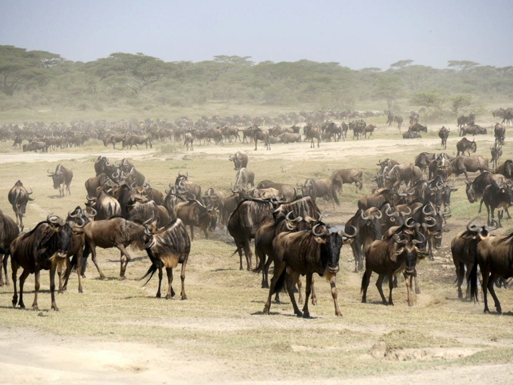 Migration gnous Serengeti