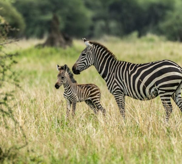 Tarangire-Nationalpark