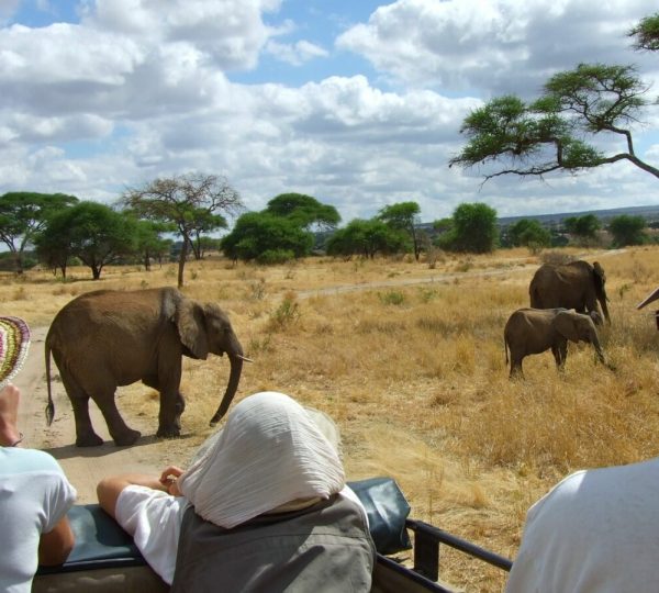 Gruppensafari Tarangire Tansania