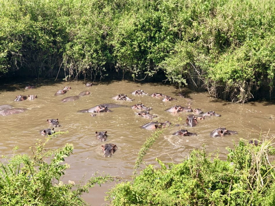 Le Parc National du Serengeti, 1ère attraction de Tanzanie