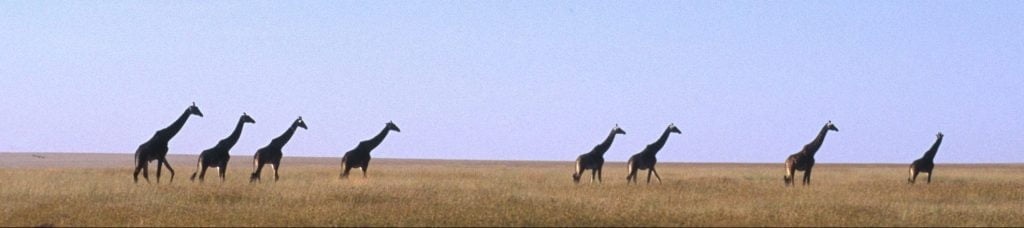 Girafes Srengeti