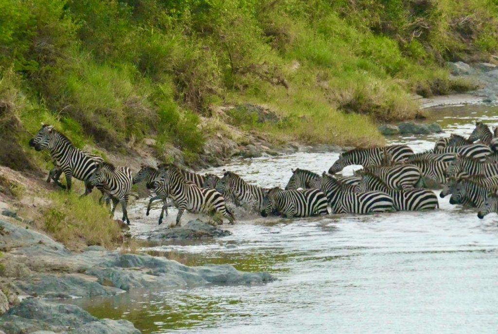 Zèbres Serengeti
