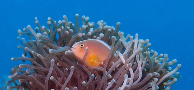 Plongee Ocean Indien