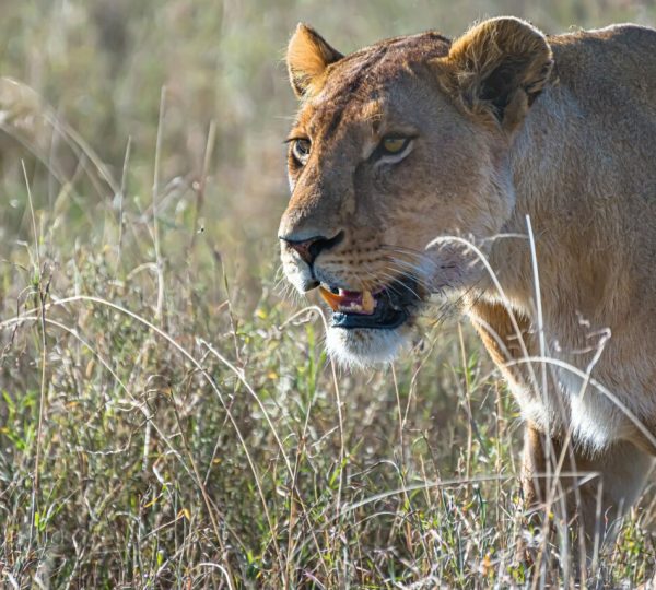 Selous-Reservat