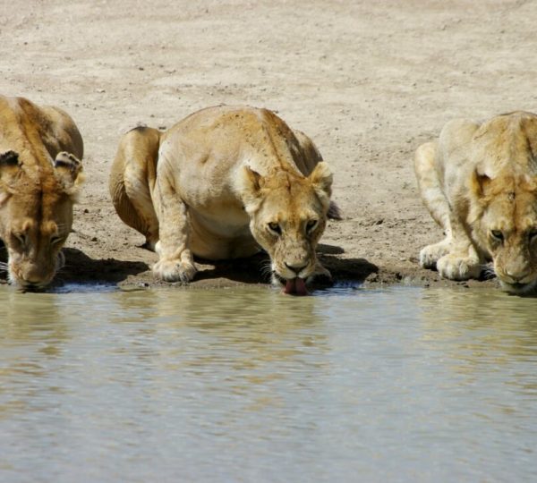 safari-tansania-ndutu