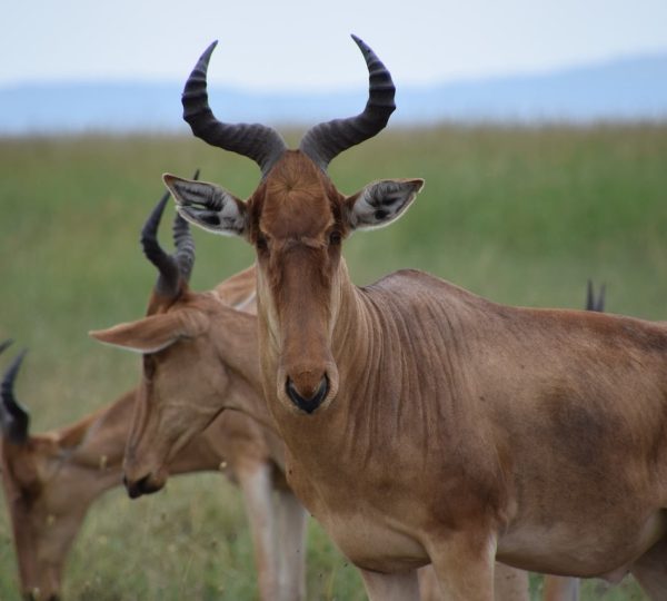 Ngorongoro-Safari