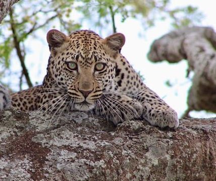 Welche Tiere kann man in der Serengeti beobachten?