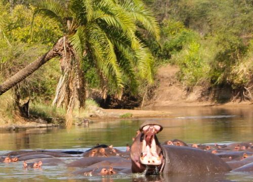 Safari Selous 3 Tage