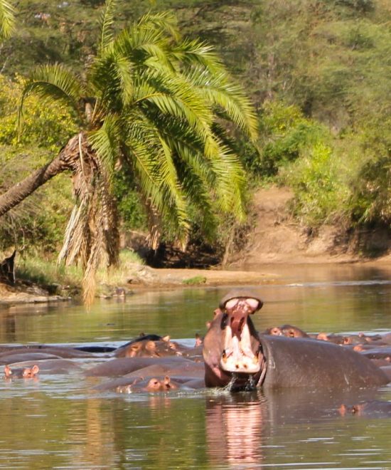 Safari Selous 3 Tage