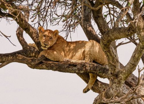 Safari Karibuni 4 Tage