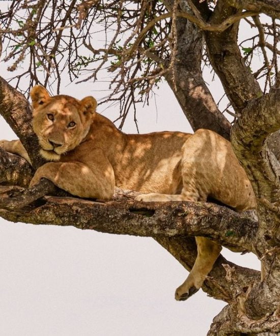 Safari Karibuni 4 Tage