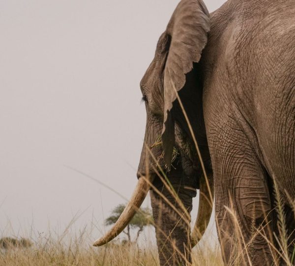 Elefant