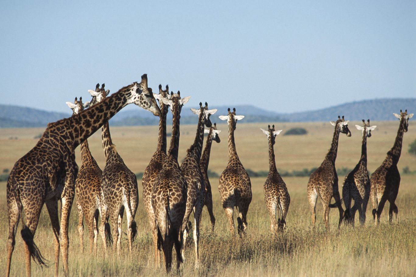 Tarangire