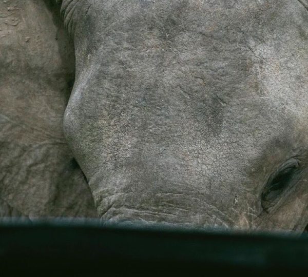 Elefanten-Safari