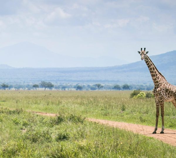 Giraffen-Safari