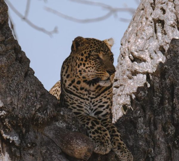Geparden-Safari