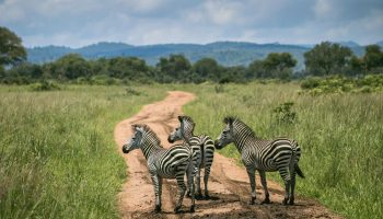 Gruppensafari Karibuni