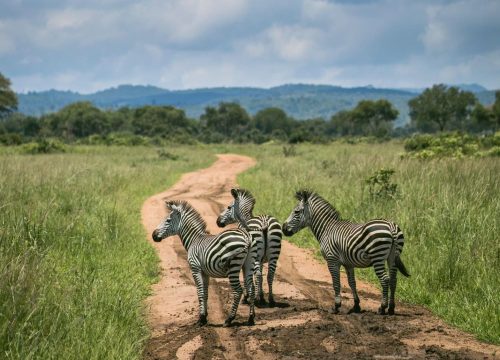 Gruppensafari Karibuni