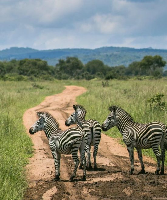 Gruppensafari Karibuni