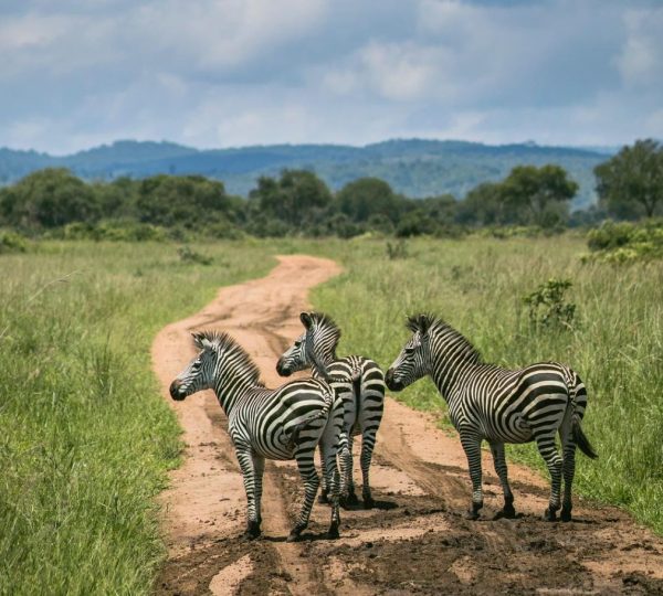 Safari Zebras