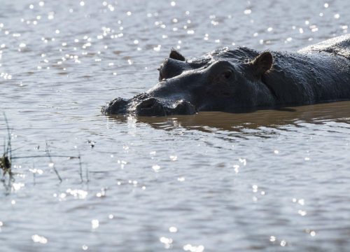 Welche Tiere kann man am Viktoriasee beobachten?