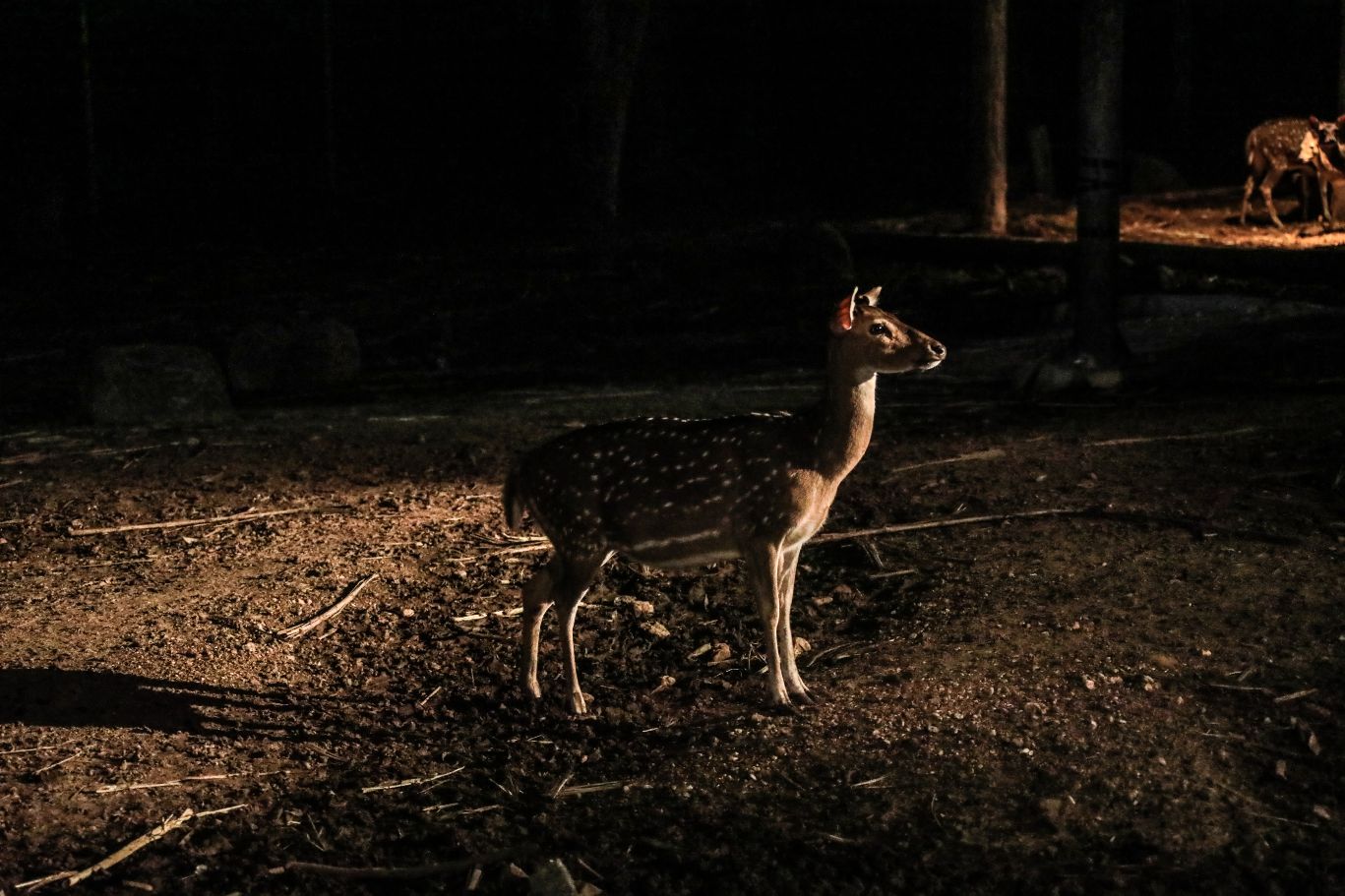 Nachtsafari