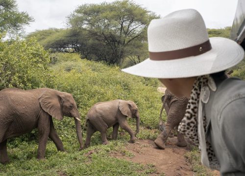Die Tiere, die man bei einer Safari in Tansania beobachten kann – Die Big Five
