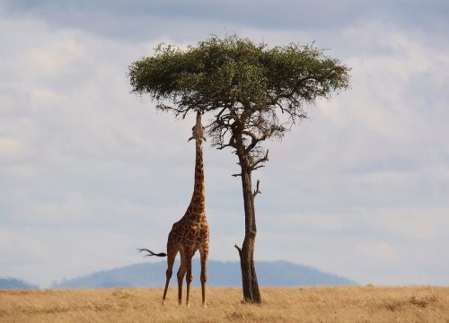 Entdecken Sie die Giraffe: majestätisches Langhals-Säugetier Afrikas