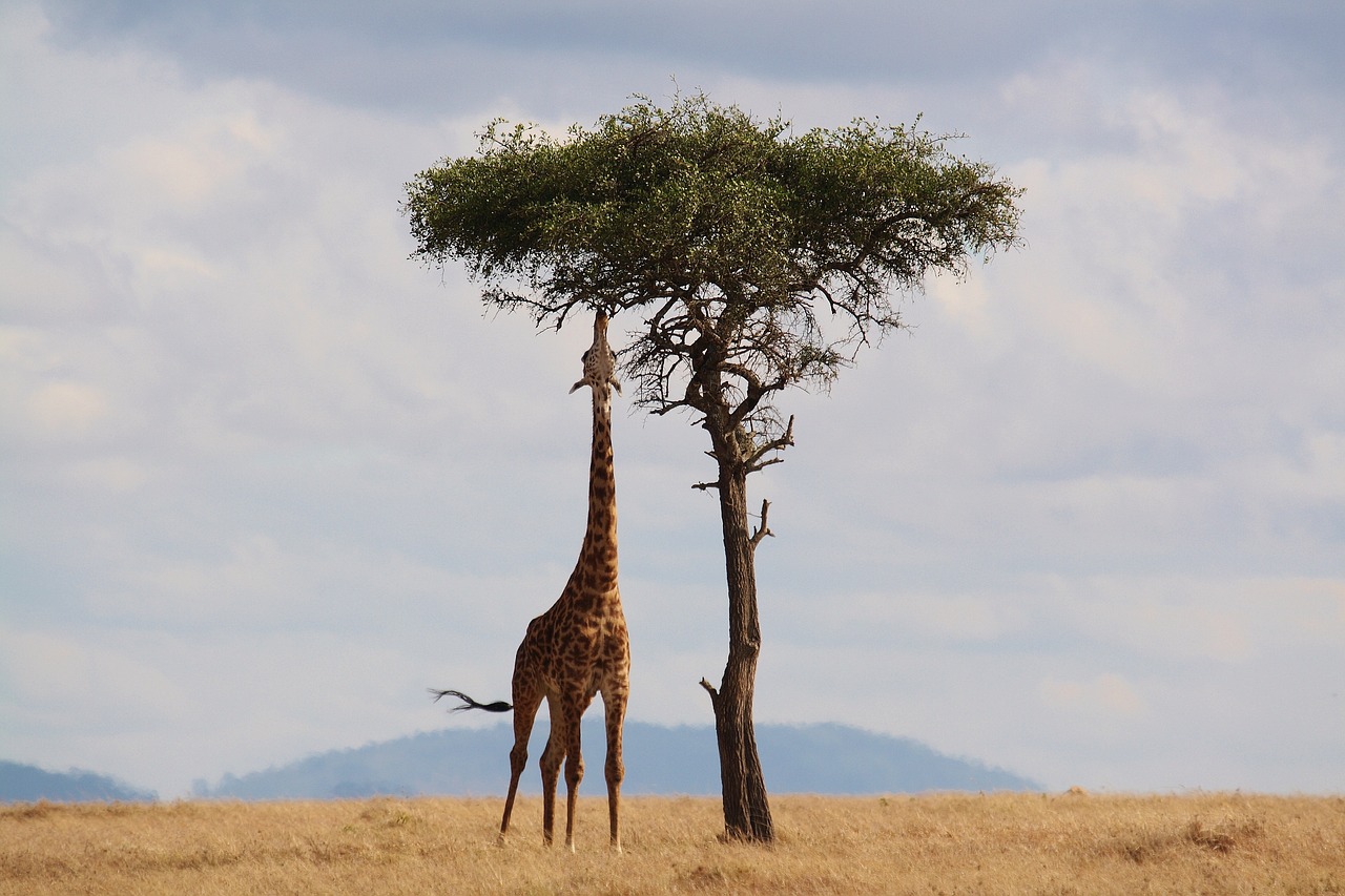 Giraffe in Tansania