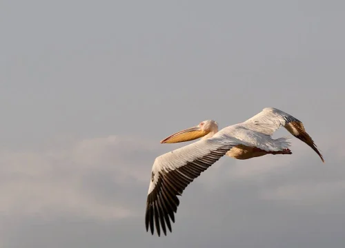 Vögel Afrikas in Tansania