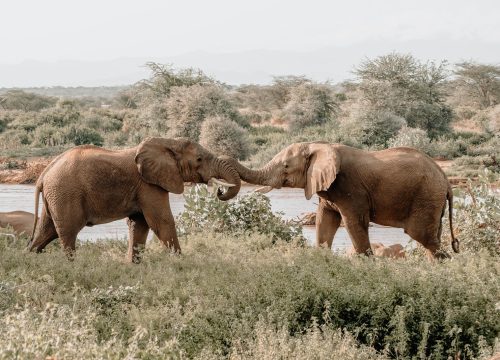 Safari Karibuni 5 Tage