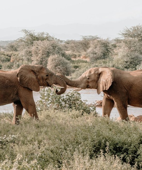 Safari Karibuni 5 Tage