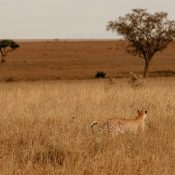 Wann nach Tansania reisen?
