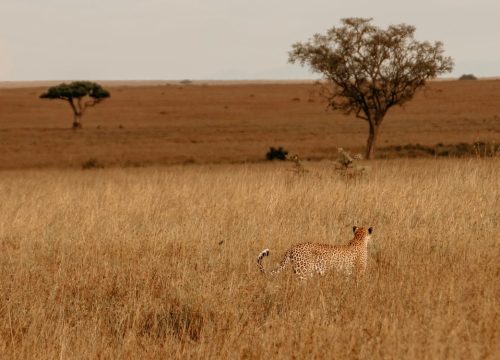 Wann Sie nach Tansania reisen sollten
