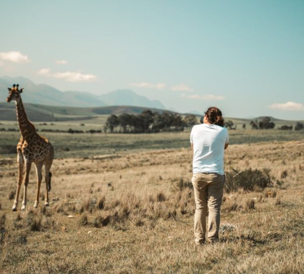 Safari-Foto in Tansania