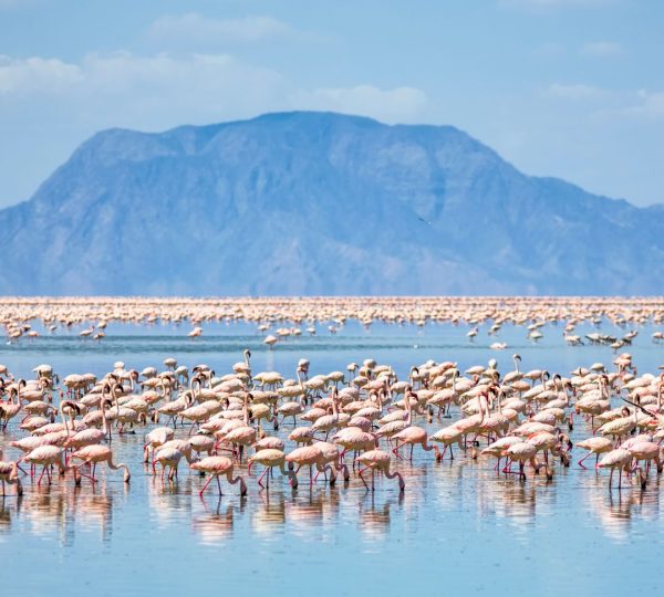 Rosa Flamingos von Natron