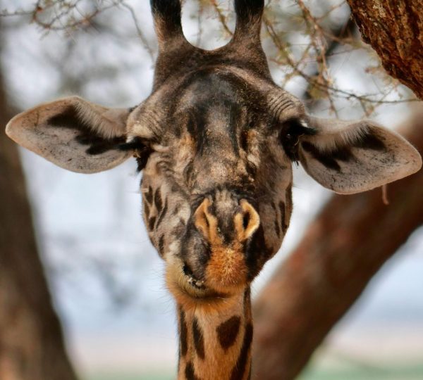 Giraffe von Tarangire