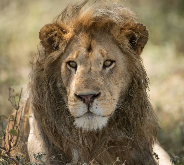 Löwe von Ndutu