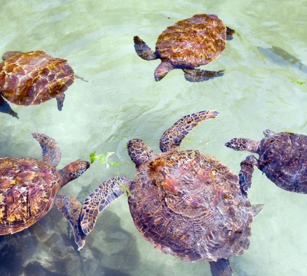 Schildkröten von Sansibar