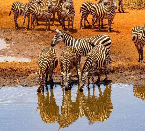 Zebras Safari Familie Tansania