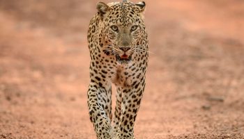 Safari 10 Tage Big Five & Zanzibar