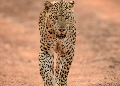 Safari 10 Tage Big Five & Zanzibar