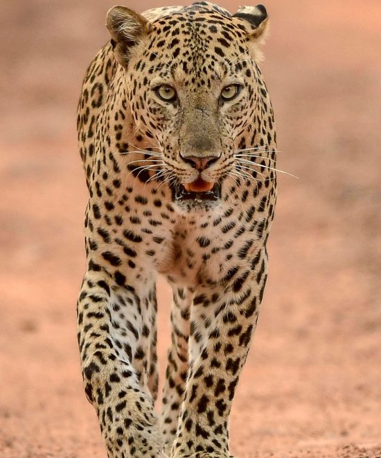 Safari 10 Tage Big Five & Zanzibar