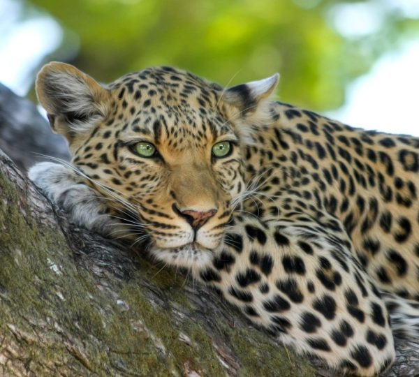 Leopard-Safari-Familie Tansania