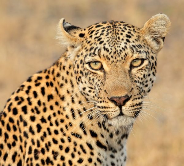 Leopard aus Tansania